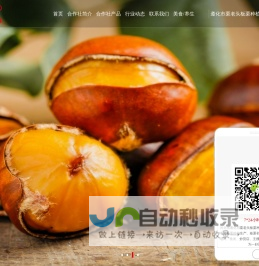 鲜板栗_鲜板栗价格_鲜板栗批发-遵化市栗老头板栗种植专业合作社