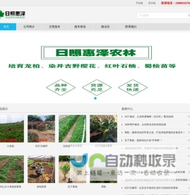 小龙柏,龙柏苗,龙柏床苗,嫁接小龙柏,龙柏树,龙柏球,龙柏工程苗 - 日照惠泽农林科技有限公司