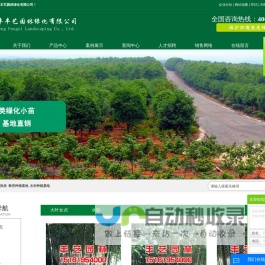 大叶女贞批发-银杏种植基地-水杉种植基地-盐城市大丰丰艺园林绿化有限公司