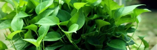金坛绿植租赁_植物租摆_花卉盆景出租_园林绿化养护